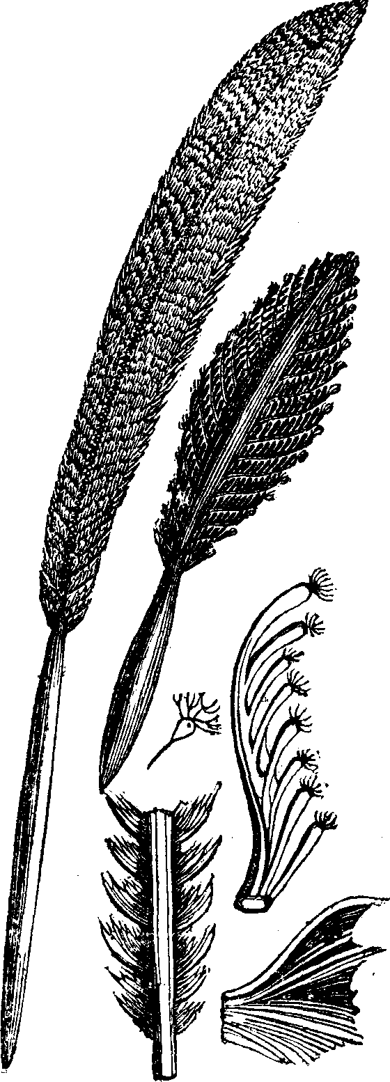 Sea Pens.