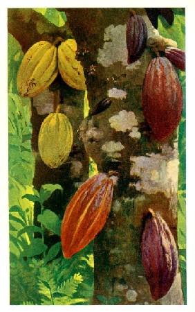 CACAO PODS