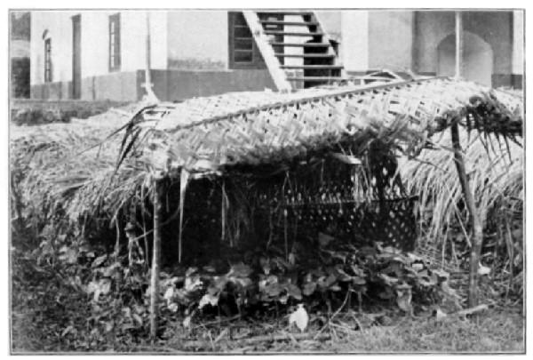 Ceylon: Nursery of Cacao Seedlings in Baskets of
plaited Palm Leaf.