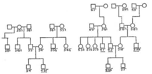 WHY MEN GROW SHORT OR TALL