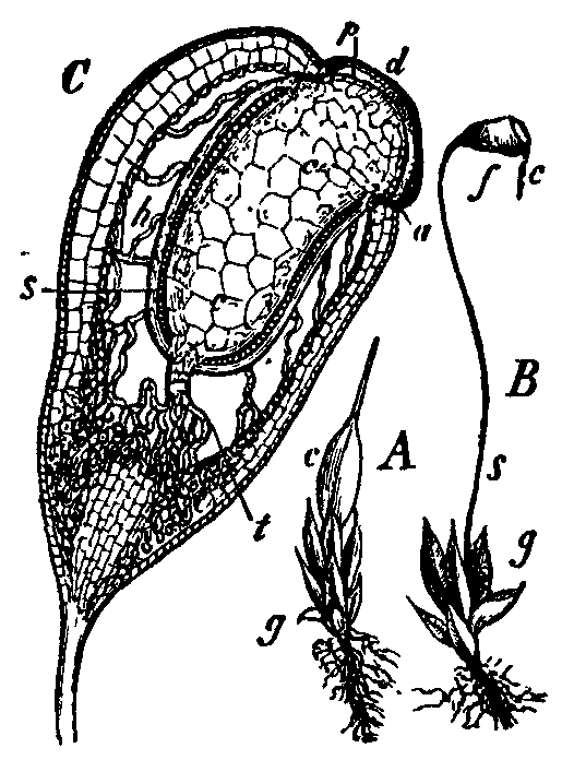 Fig. 11.--Funaria hygrometrica.