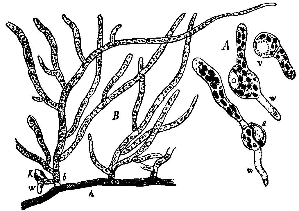 Fig. 12.--Funaria hygrometrica.