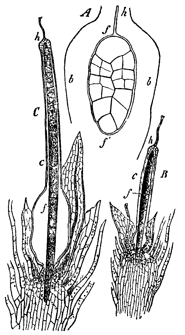 Fig. 16.--Funaria hygrometrica.