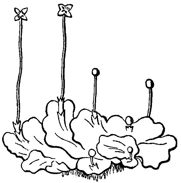Fig. 2.--Pellia epiphylla.