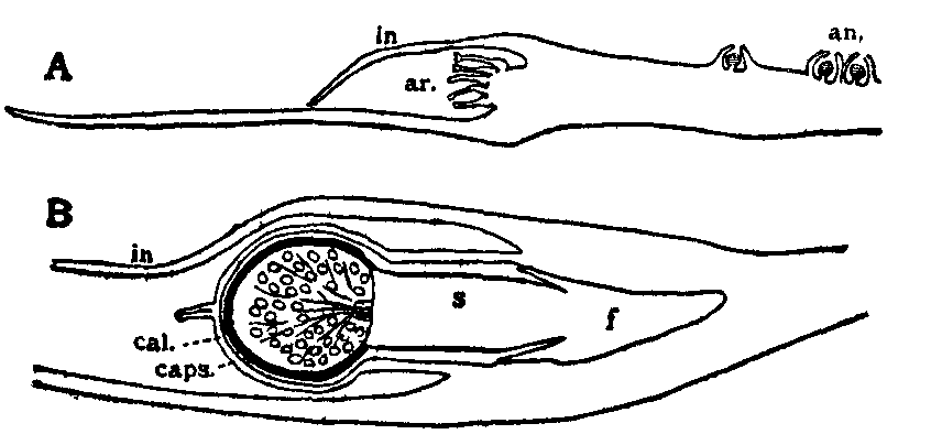 Fig. 3.--Pellia epiphylla.