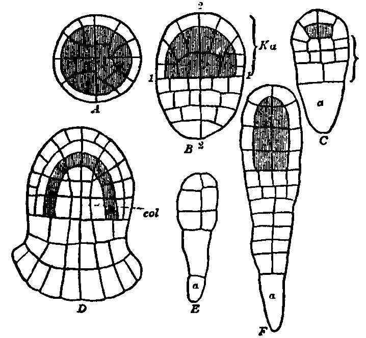 Fig. 4.--Young embryos of Liverworts.