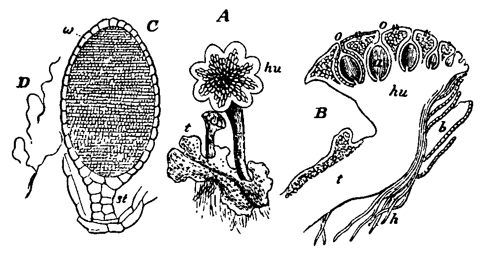 Fig. 5.--Marchantia polymorpha.