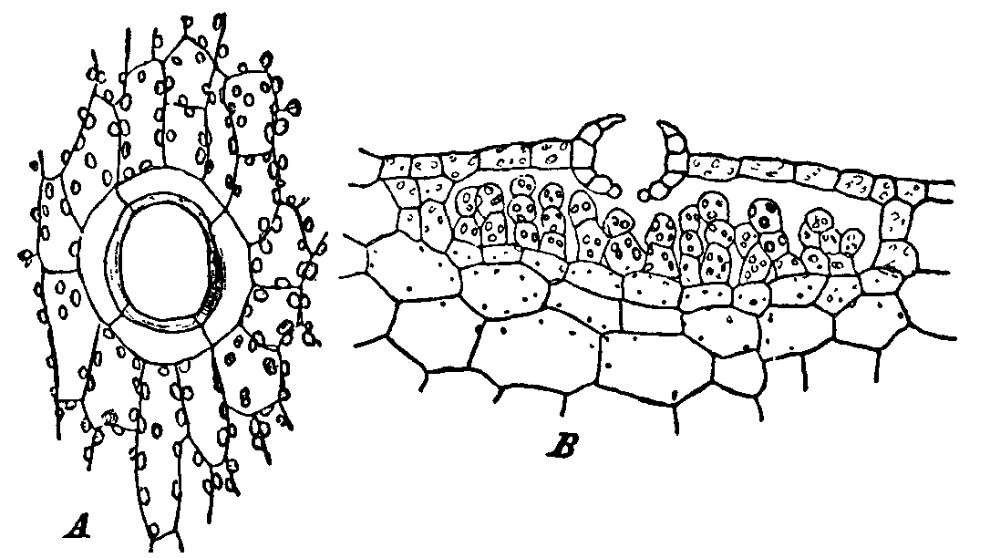 Fig. 6.--Marchantia polymorpha.
