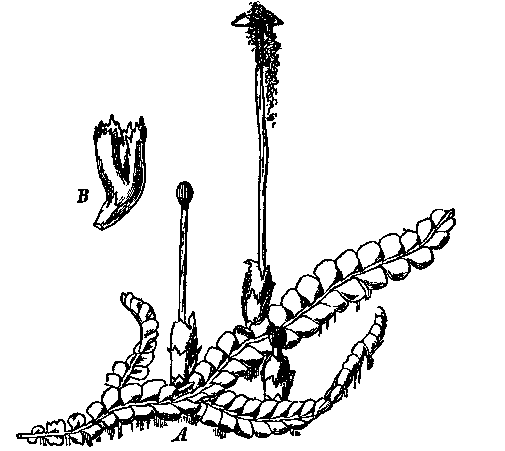 Fig. 8.--Chiloscyphus polyanthos.
