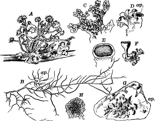 Fig. 45.