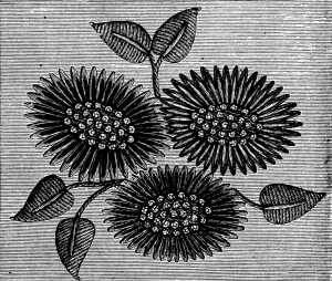 FIG. 230.
FLOWERS EMBROIDERED IN THE CHINESE
MANNER.