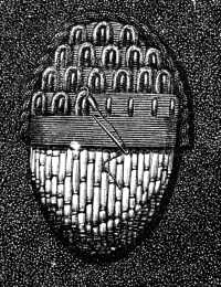 FIG. 250.
SCALE STITCH IN GOLD THREAD
AND PURL ON A CORD FOUNDATION.