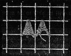 FIG. 649. POINTED SCALLOPS IN
BUTTONHOLE STITCH.