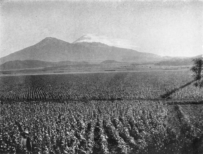 maize fields