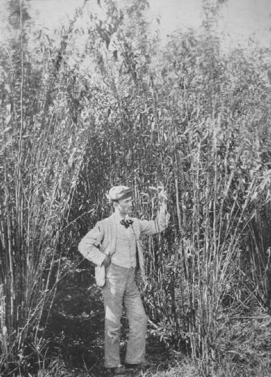 JUTE GROWING IN LOUISIANA.