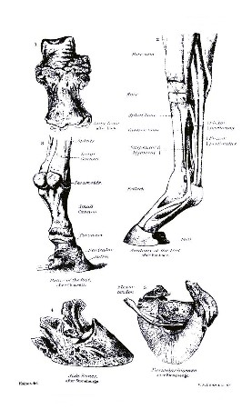 PLATE XXXIV.