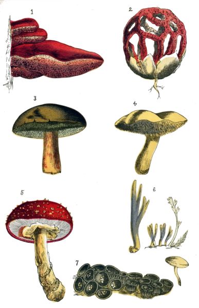 FUNGI.

1.—Beef-steak Fungus.
2.—Latticed Stinkhorn, (very rare.)
3.—Boletus.
4.—Hedgehog Mushroom.
5.—Fly Agaric.
6.—Clavaria.
7.—Bird's-nest Fungus; b, Sporangium of ditto, magnified.
