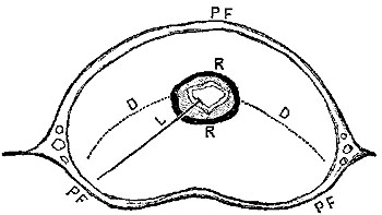 Fig. xxxiv.