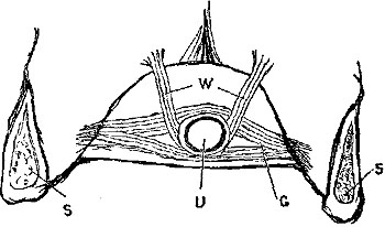 Fig. xxxv.