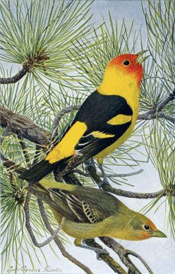 Louisiana Tanager