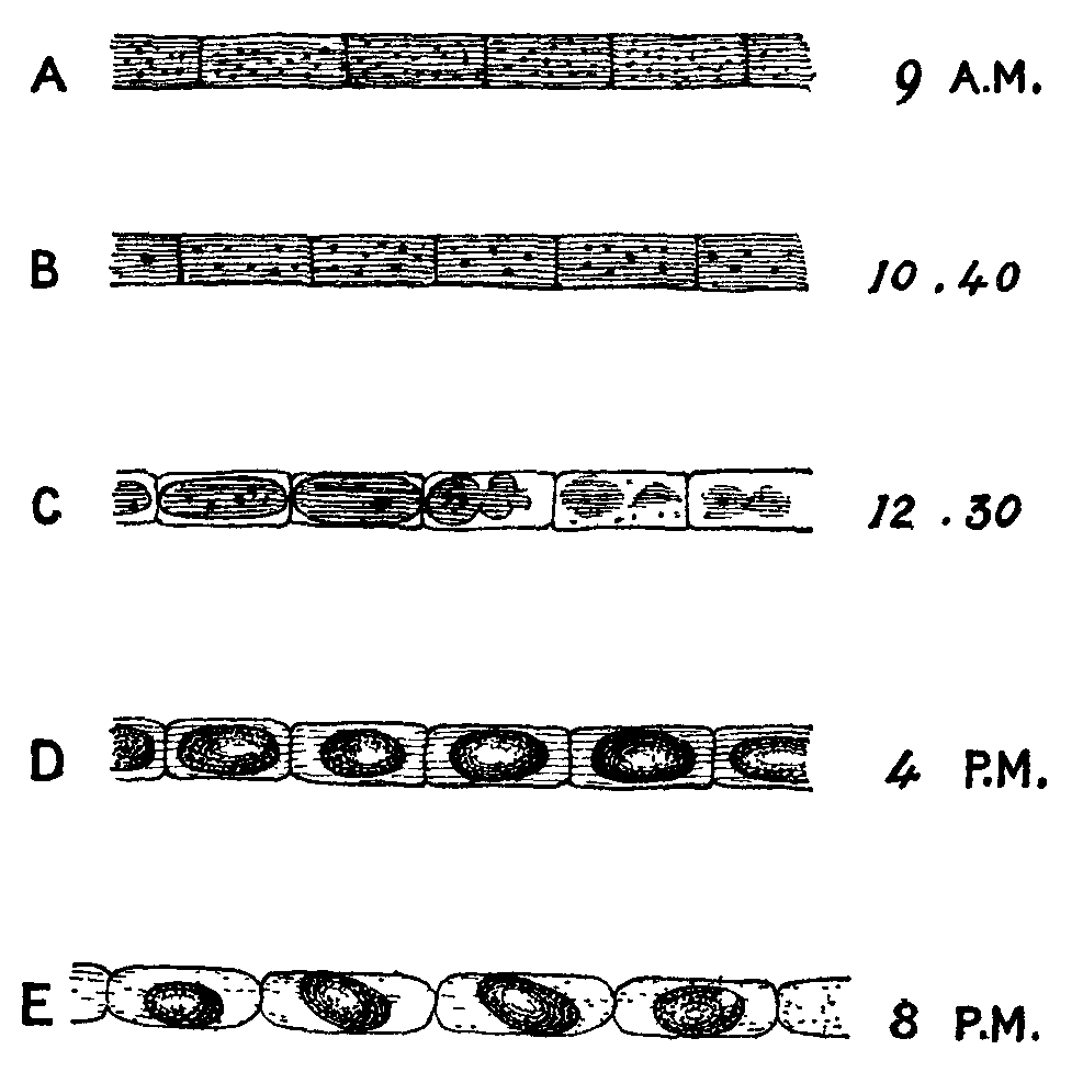 Fig. 11. Development of spores of Bacillus ramosus.