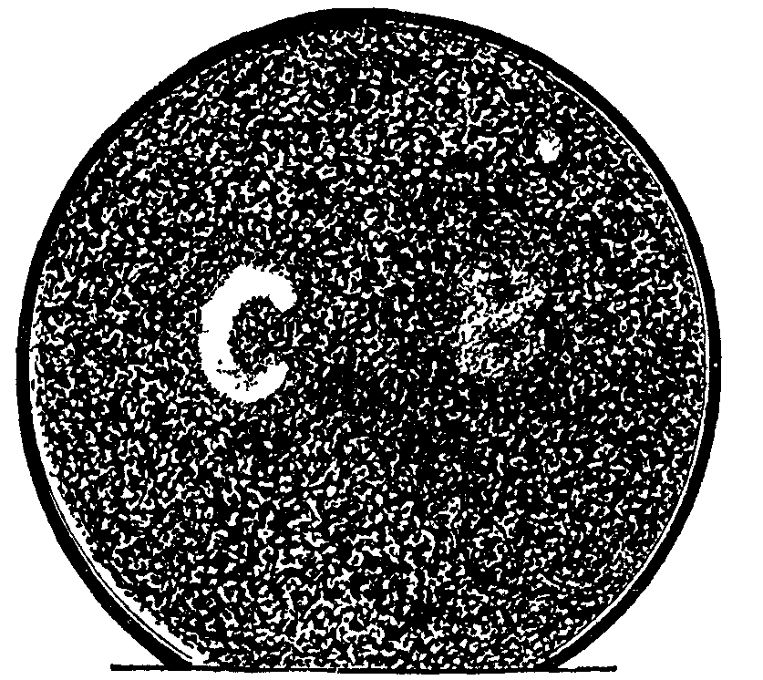 Fig. 17. Effect of light on bacillus.