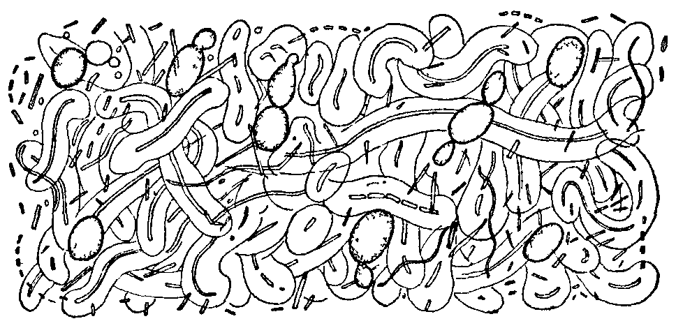 Fig. 19. Ginger-beer plant.