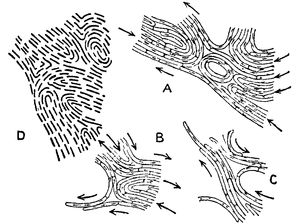 Fig. 22.--Portions of colony of Bacillus - Proteus.