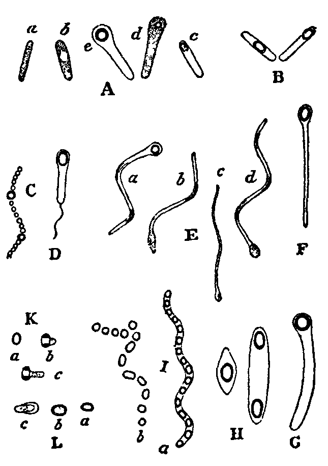 Fig. 4. Spore-formation in Schizomycetes.