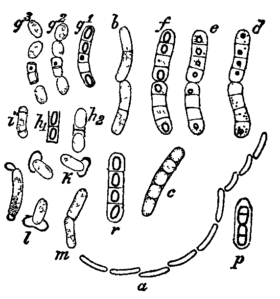 Fig. 6. Bacillus megaterium.