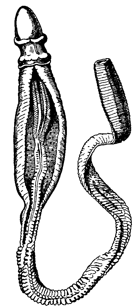 Fig. 1.--Ptychodera flava.