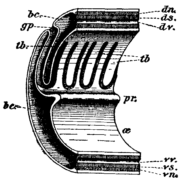 Fig. 2.--Structure of branchial region.