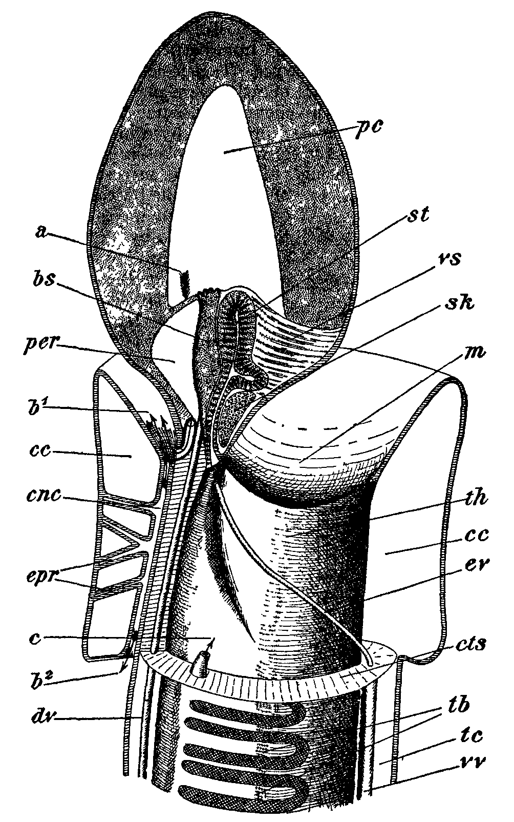 Fig. 3.--Structure of anterior end.