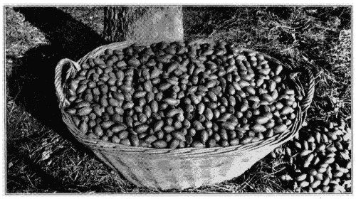 Pecan Nuts—uniform in size, color and shape. Variety,
Curtis.