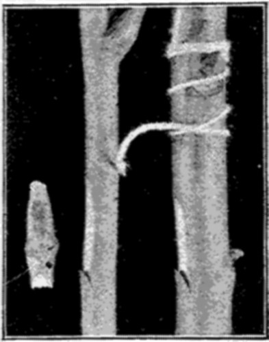 Fig. 22. Chip Budding. Bud cut; Incision made; Bud in
place.