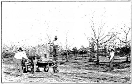 Photo by H. A. Gossard.

Fig. 36. Spraying Pecan Trees.