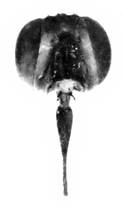 Fig. 51