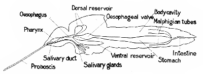 Fig. 70