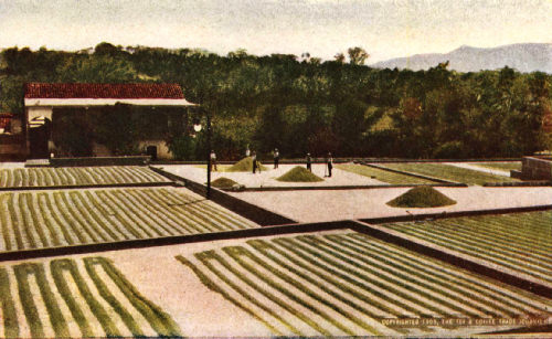 Sun-Curing the Washed Green Beans on Cement Drying Patios