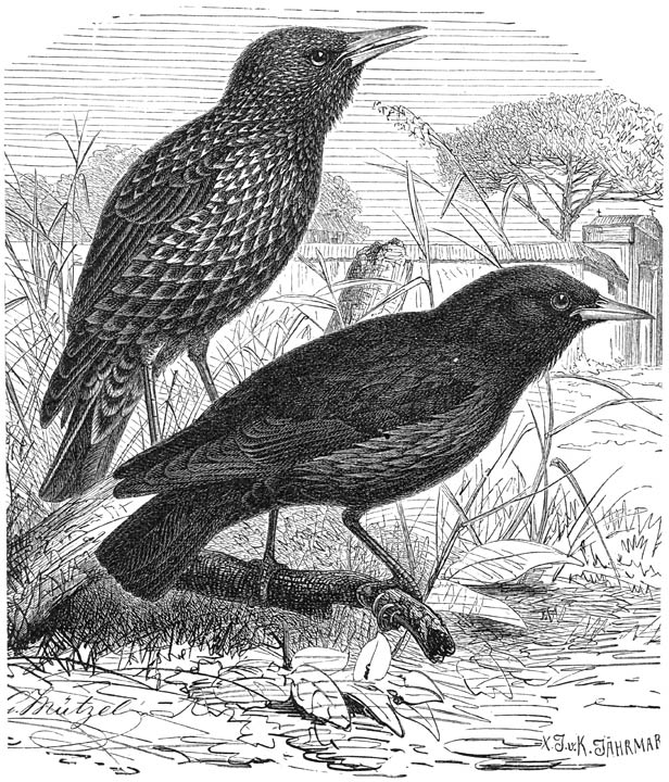 1) Spreeuw (Sturnus vulgarus). 2) Eénkleurige Spreeuw (Sturnus unicolor). ½ v. d. ware grootte.