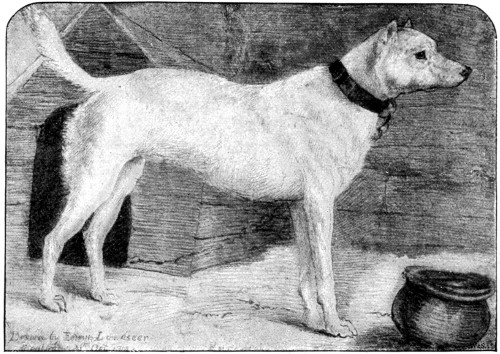 "RACKET."

From the Drawing by Sir Edwin Landseer.