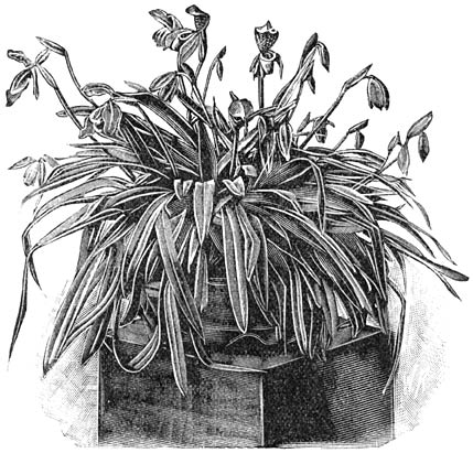 Fig. 154. Cypripedium insigne.