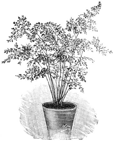 Fig. 244. Adiantum fragrantissimum.