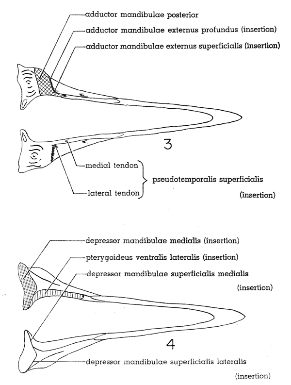 Fig. 3. Dorsal view of lower mandible of Mourning Dove. × 2-1/2.

Fig. 4. Ventral view of lower mandible of Mourning Dove. × 2-1/2.