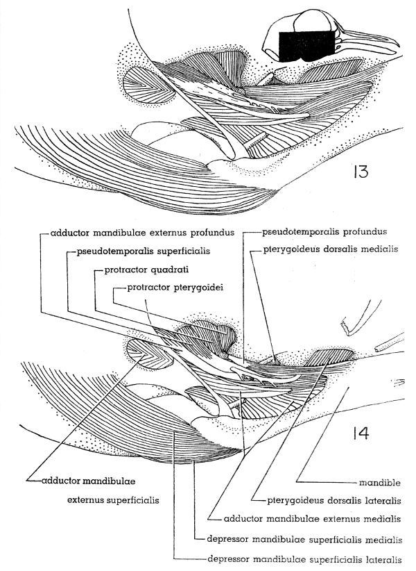 Fig. 13. Right lateral view of the jaw musculature of the White-winged Dove;
superficial layer, × 5.

Fig. 14. Right lateral view of the jaw musculature of the Mourning Dove;
superficial layer. × 5.