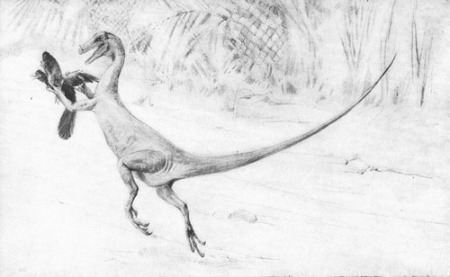 By permission of the American Museum of Natural History

Restoration of the small carnivorous Dinosaur, Ornitholestes hermanui,
catching a primitive bird Archæopteryx. Upper Jurassic and Lower
Cretaceous