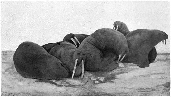 Walruses