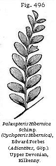Fig. 496: Pal&aelig;opteris Hibernia.