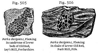 Fig. 505: Parka decipiens. In sandstone of lower beds of Old Red, Ley's Mill, Forfarshire. Fig. 506: Parka decipiens. In shale of Lower Old Red, Park Hill, Fife.