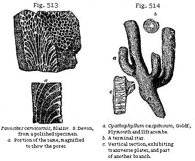 Fig. 513: Favosites cervicornis. Fig. 514: Cyathophyllum c&aelig;spitosum.
